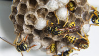vosy hnízdo swarm-1903243 1280